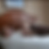 [theslutsnextdoor.com] Christie Wett & Big Max Creampie thumb