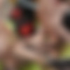 [puzzyfun.com] Daggi Exclusive (Yes there lies Daggi the perverted horny slut waiting to be fucked in her ass again) [2022-12-11, Anal Sex, Blow Job, Gangbang] [720p] thumb