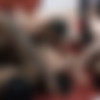 [puzzyfun.com] Josie Buster, July Buster, and Private Asian extrem Cumslut Nicci (Josie, July and Asian Nicci -It's going to be tough on our dicks) [2020-09-05, Blow Job, Fucking] [720p] thumb