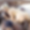 [JulesJordan.com] Abella Danger - Bad Girl Abella Danger Interracial Dp (15.06.2020) [2020 ., DP, Anal, Ass To Mouth, Big Butts, Black, Blowjobs, Brunettes, Creampie, Deep Throat, Interracial, Natural, 1080p] thumb