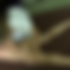 [PsychoThrillers] Maya Hills - Man Eater 4 thumbnail