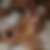 [GangbangCreampie] Isabella - GangBang Creampie 242 Isabella (2019-11-22) [1080p] thumb