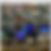 [ATKGirlfriends.com] Scarlett Sage (Virtual Vacation Las Vegas 1/3) [2016 ., POV, Piss, Orgasm, Masturbation, 480p] thumb