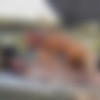 [OnlyFans.com] Lana Smalls & Johnny Sins - Round 2 (2023-07-06) [2023, All Sex, Blowjob, Brunette, Bubble Butt, Hardcore, POV, Small Tits, 1080p, SiteRip] thumb