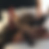 [OnlyFans.com / Janet-Exposed.com] Janet Mason (Big Cock Chronicles, Vol. 11: Starr's Debut) [11.01.2020, Interracial, IR, BBC, MILF, Fake Tits, Redhead, 720p] thumb