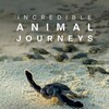 Incredible Animal Journeys S01 1080p DSNP WEB-DL DDP5.1 H.264-NTb thumb