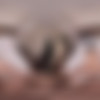[VRSpy.com] Lulu Chu - Asian Diaries [14.06.2024, Armpit Fetish, Asian, Ass Licking, Balls Licking, Blowjob, Brunette, Close Up, Cowgirl, Cum on Body, Cum Swallow, Doggy Style, Foot Fetish, Hairy, Handjob, Kissing, Missionary, Natural Tits, Pussy Licking, Reverse Cowgirl, Sex Toys, Skinny, Small Tits, Tattoo, Wide Missionary, Virtual Reality, SideBySide, 8K, 4000p, SiteRip] [Oculus Rift / Quest 2 / Vive] thumb