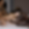 [BlackedRaw.com] Penelope Cross - Double Team (4K) [2021.02.15, All-Sex,, Blowjob, Brunette, Interracial, Small Tits,, 2160p] thumb