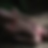 Alexandra A (aka Aleksandra, Alexandra, Angela, Angelika C, Angelina, Cassidy C, Mia Kimmy, Sheree) (21  720p/576p) (AmourAngels, Stunning18, Zemani) [2008-2023 ( - 2008-2013), Erotic, Glamour, Solo; Oral, Vaginal & Anal - only Observing, SiteRip] thumbnail