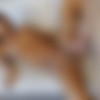 [Transsensual.com] Khloe Kay & Dante Colle (My TS Stepsister #02) [720p] thumb