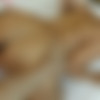 [ImmoralLive.com / BlowPass.com] Sofia Lee (Nudist with Massive Milk Bags Sofia Lee Loves it in Her Ass!) [2020-11-13, Teen, Anal, All Sex, Hardcore, Blowjob, 1 On 1, 1080p] thumb