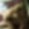 [PsychoThrillers] Maya Hills - Man Eater 4 thumbnail